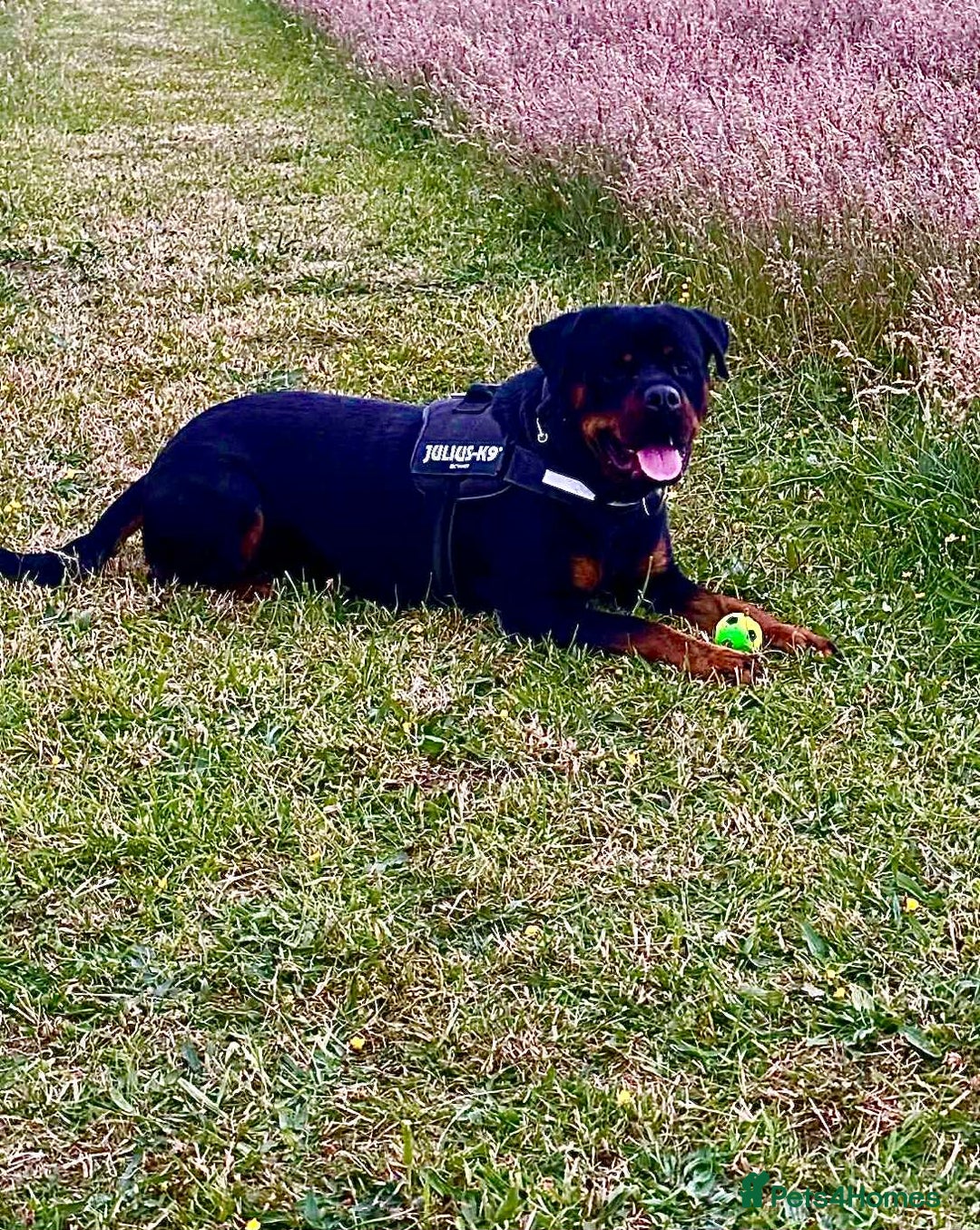 Rottweiler dogs for stud: Diesel - Advert 5