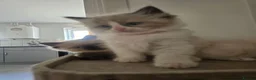 Ragdoll cats for sale: Sky kittens 😸 ♥️  - Advert 17