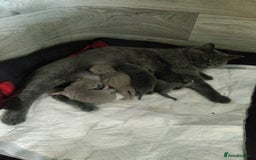 Scottish Fold cats for sale: Scottish fold blue for sale  - Image 14
