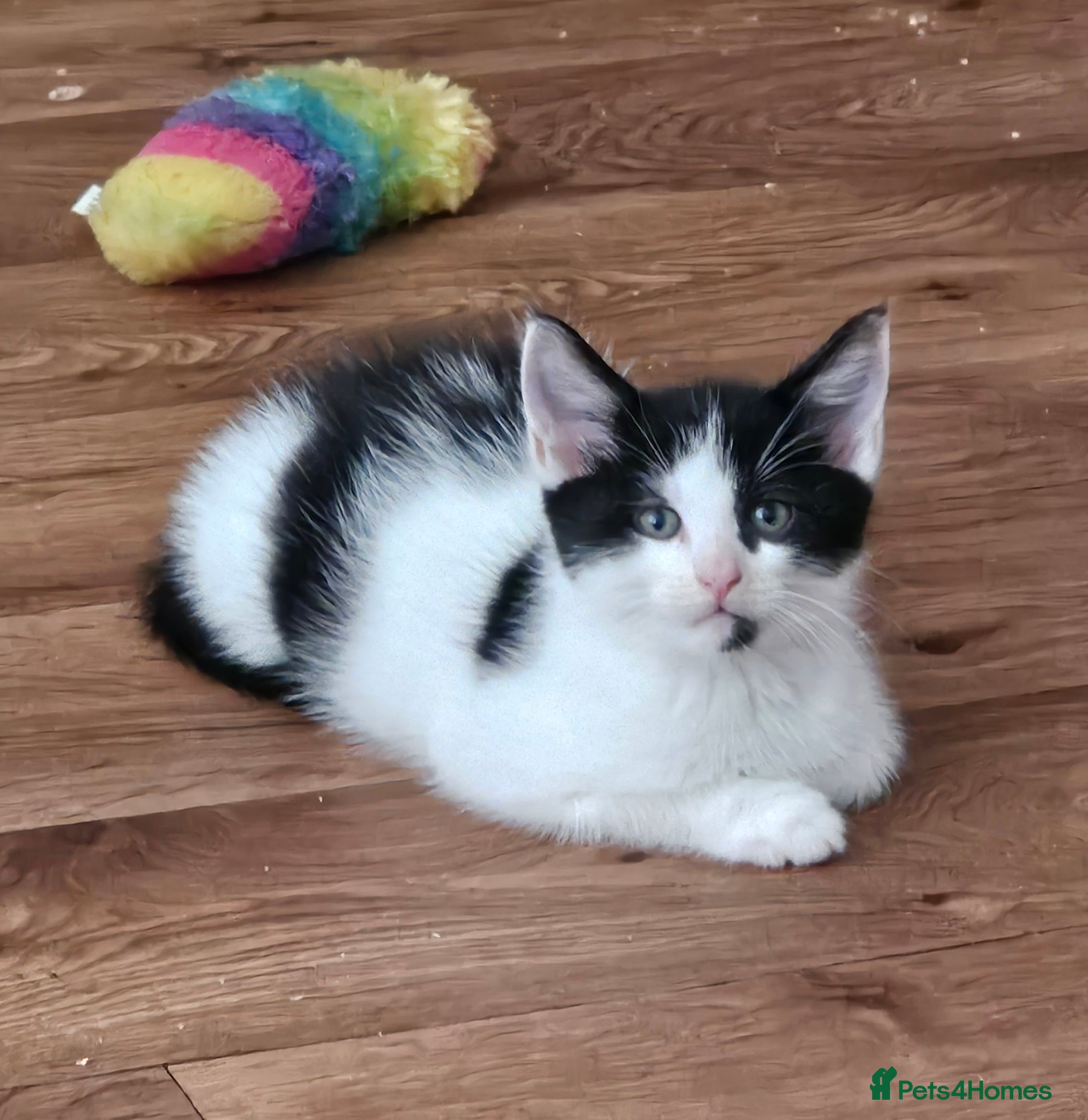 Mixed Breed cats Mixed Maine Coon kittens-Ready now - Advert 5