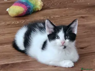 Mixed Breed cats Mixed Maine Coon kittens-Ready now - Advert 5