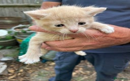 Mixed Breed cats for sale: Mixed breed Kitten’s  - Image 6