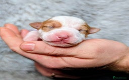 Jack Russell dogs for sale: ❤️3/4 Jack Russell babies ❤️ - Advert 23