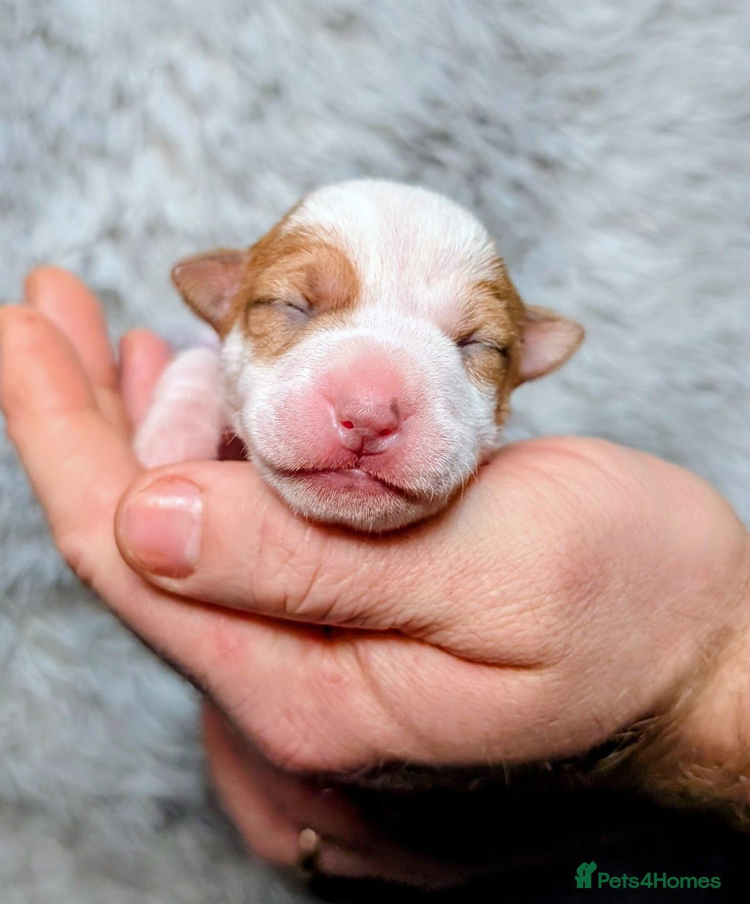 Jack Russell dogs for sale: ❤️3/4 Jack Russell babies ❤️ - Advert 23