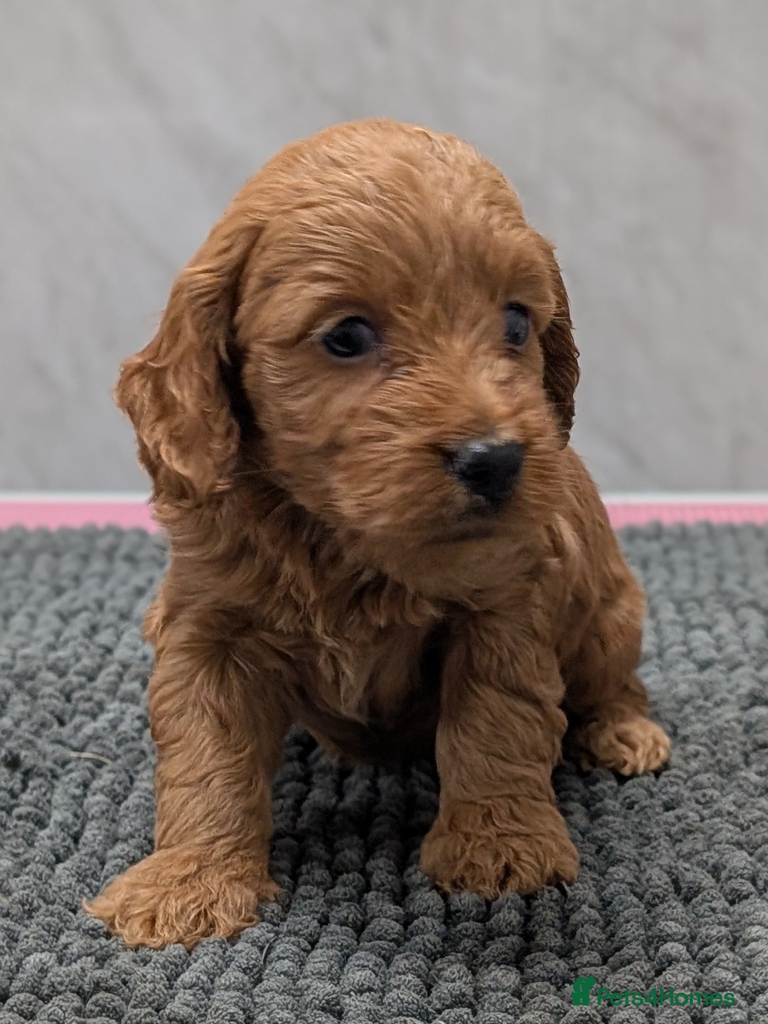 Cockapoo dogs for sale: Licensed breeder, health tested F1 cockapoo pups - Advert 23