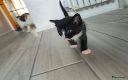 Mixed Breed cats for sale: 4 Mixed Breed Kittens  - Image 2