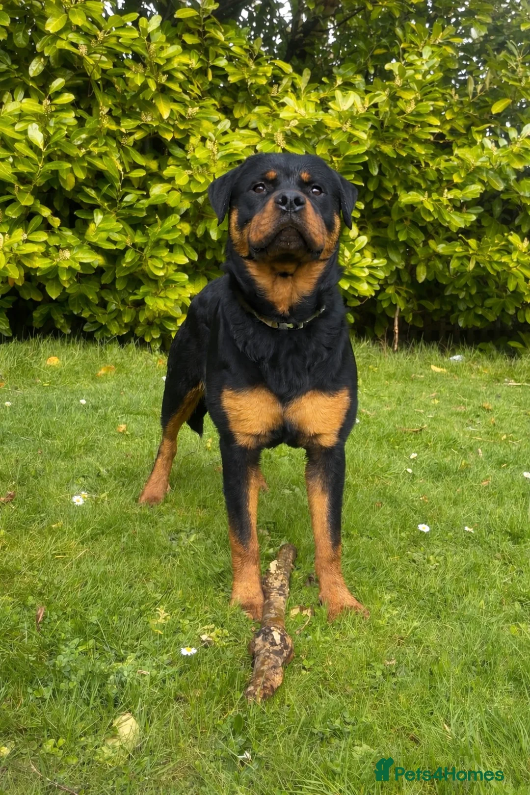 Mixed Breed dogs for sale: Labrottie Puppies (Labrador x Rottweiler) in Stalybridge - Advert 2