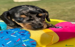 Miniature Dachshund dogs for sale: Miniature daschund puppies - Image 8