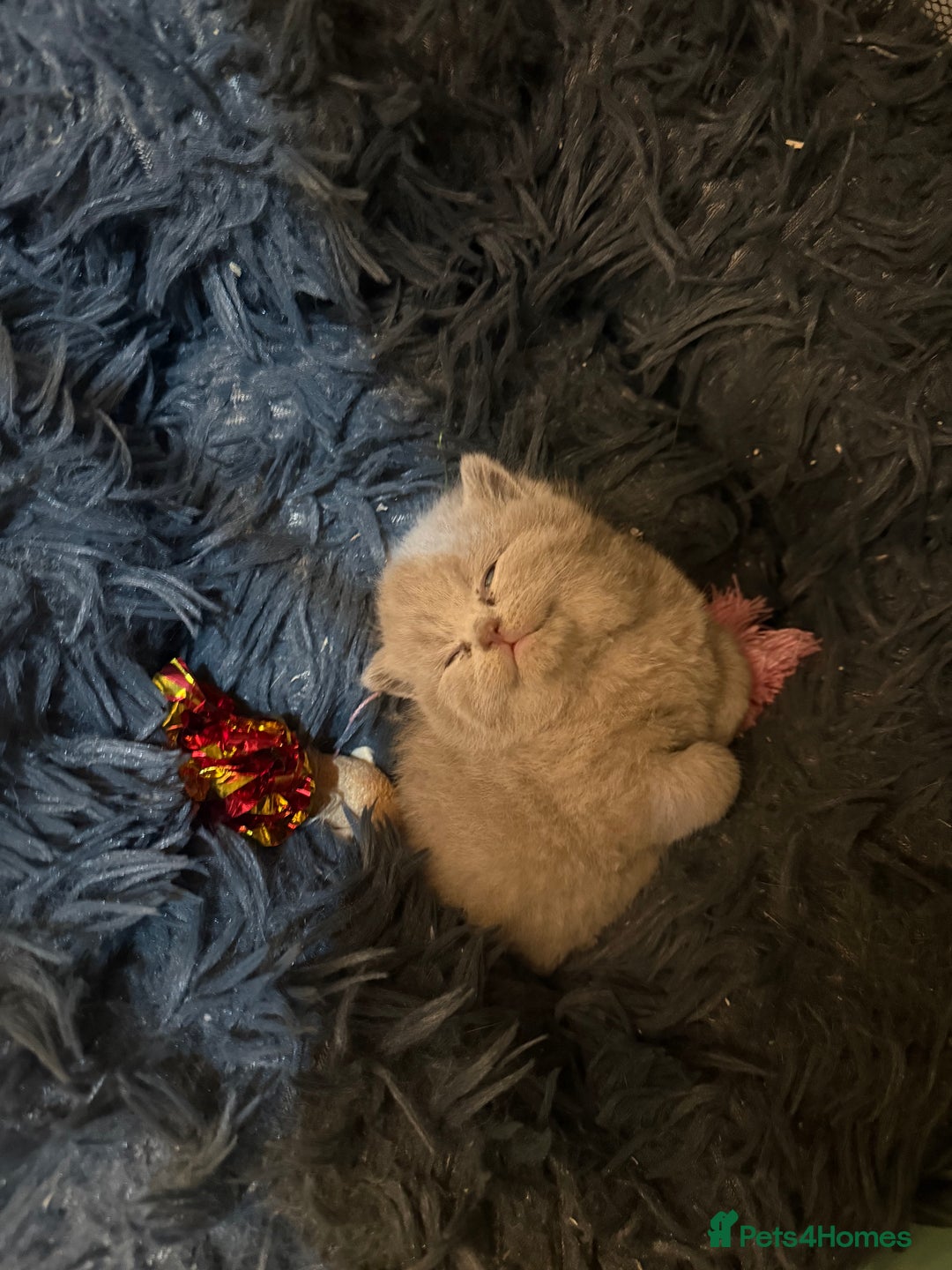 British Shorthair cats for stud: BIG STUD Pedigree British shorthair 😻 - Advert 11