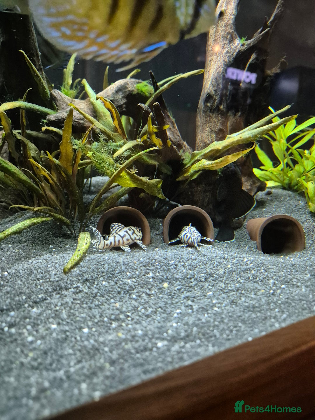 Discus fish for sale: Variety of fish for sale  - Image 6