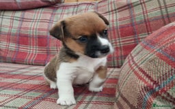 Jack Russell dogs for sale: Traditional Jack Russell Pups DNA Health Tested  - Image 14