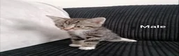 Mixed Breed cats for sale: Beautiful Kittens for sale  - Advert 3