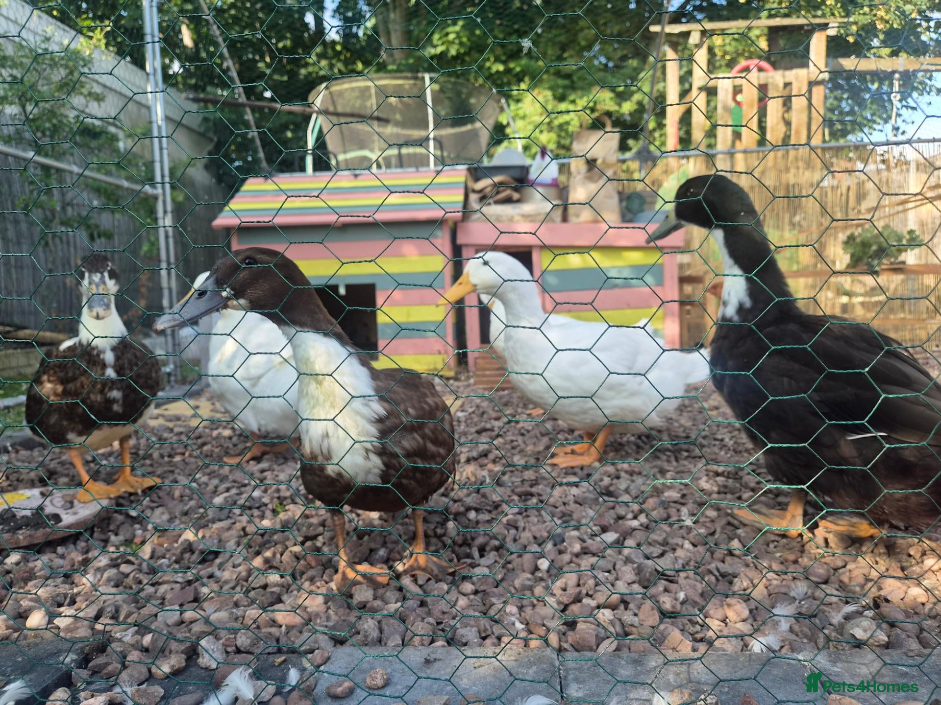 Ducks poultry 5 female one drake - Advert 1