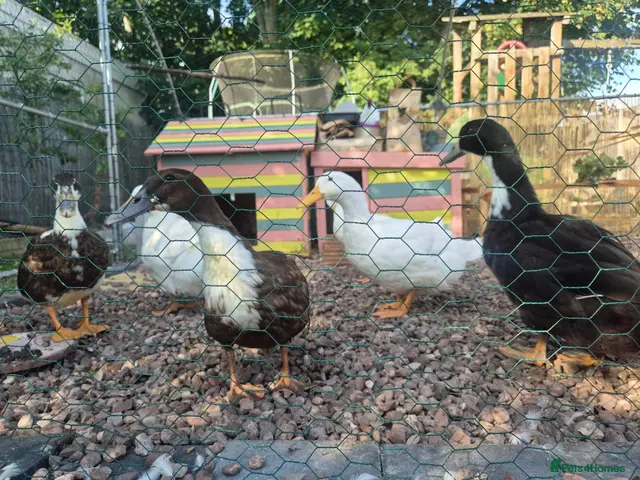 Ducks poultry for sale: 5 female one drake - Advert 1