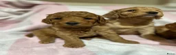 Cockapoo dogs for sale: Stunning Cockapoo Pups Health Tested Parents - Advert 3