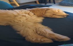 Goldendoodle dogs for sale: Goldendoodle fabulous male puppy!  - Image 4