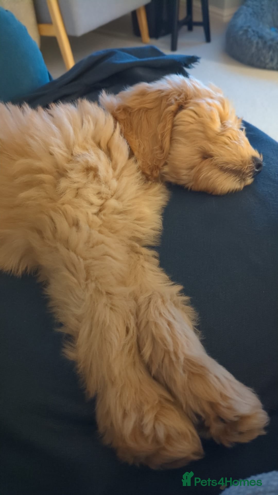 Goldendoodle dogs for sale: Goldendoodle fabulous male puppy!  - Image 4