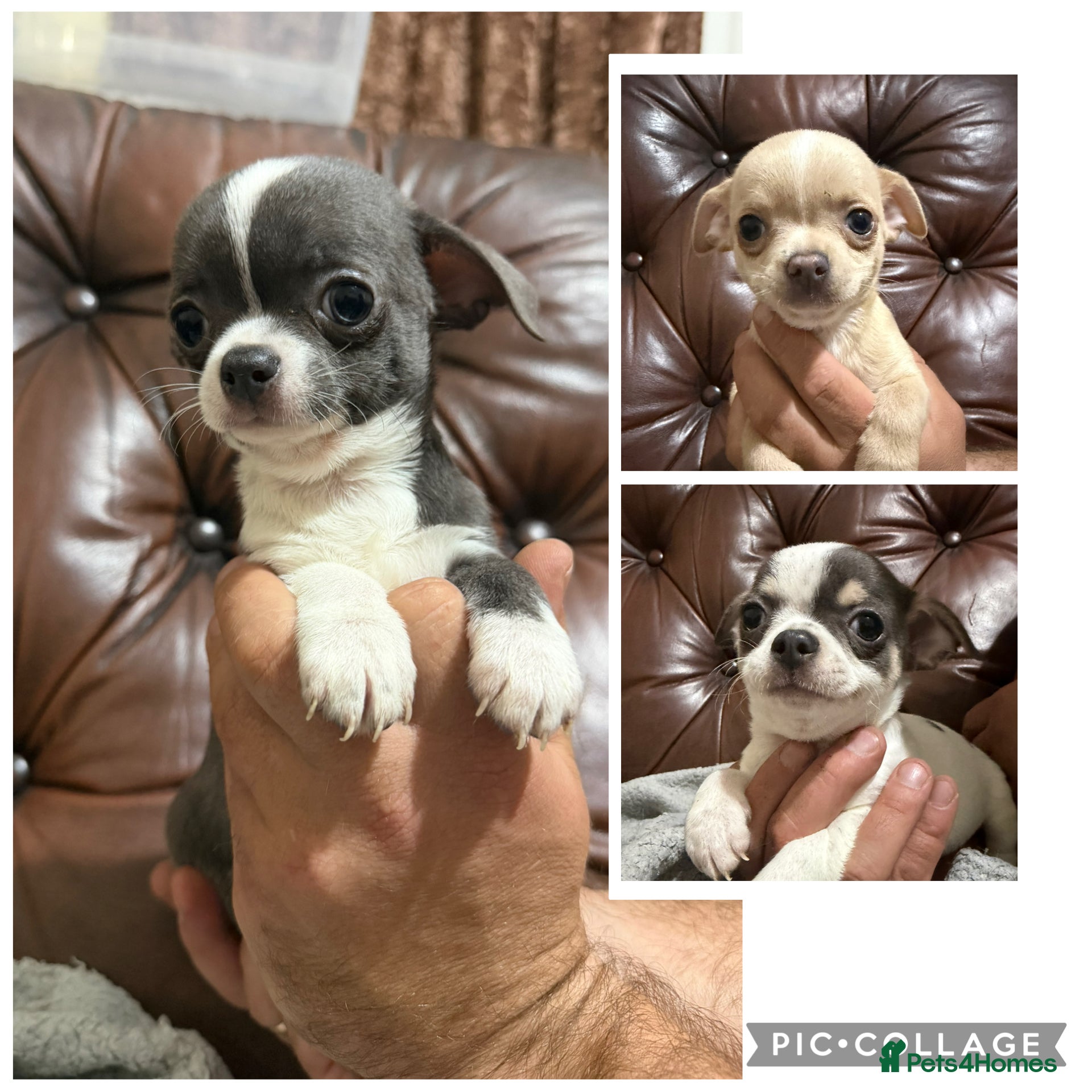 Chihuahua dogs Chihuahua pups - Advert 1