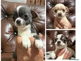 Chihuahua dogs Chihuahua pups - Advert 3