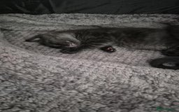 British Shorthair cats for sale: Male black kitten - Image 3