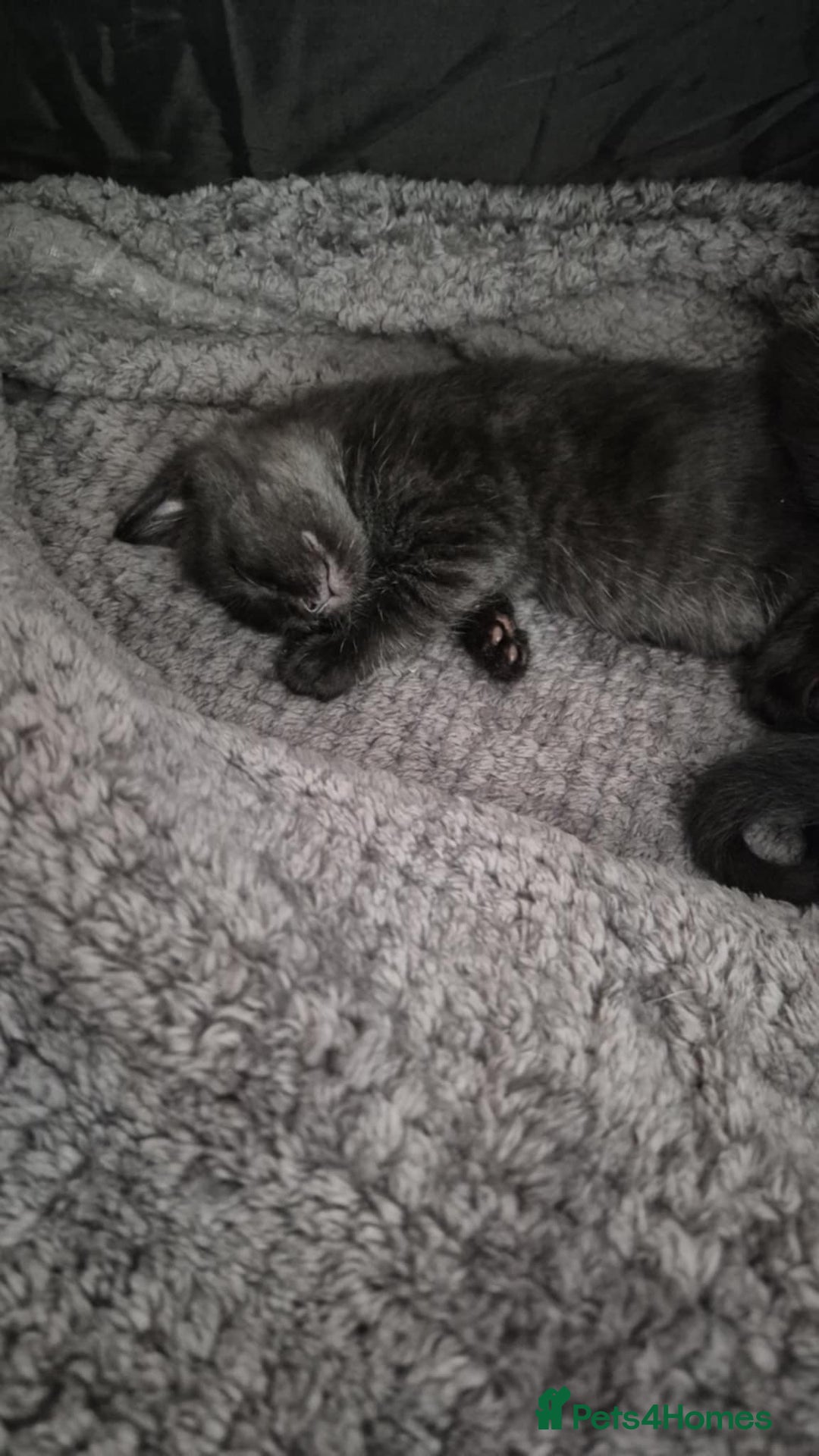 British Shorthair cats for sale: Male black kitten - Image 3