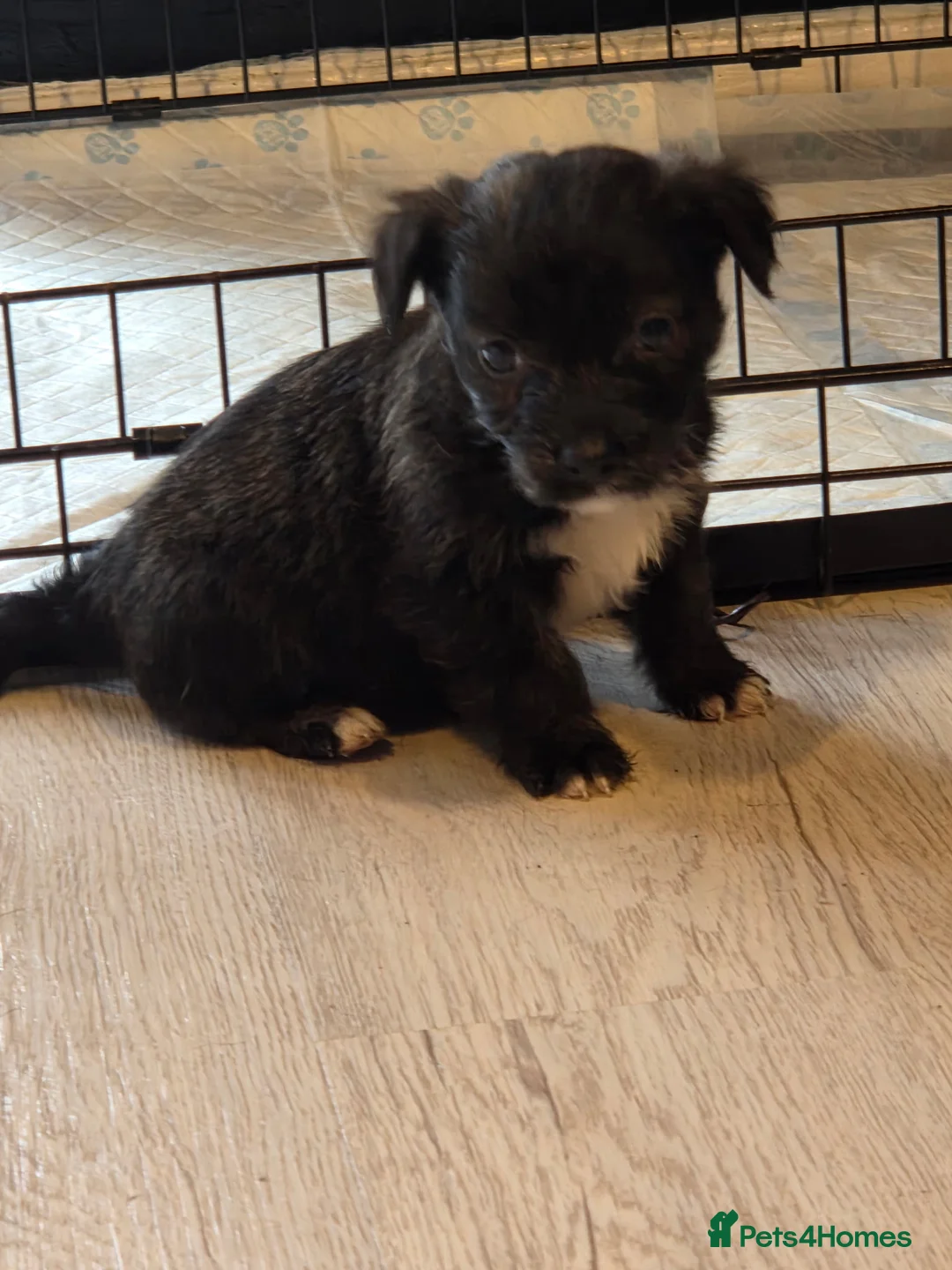 Mixed Breed dogs for sale: West Highland Terrier mixed puppies READY SUNDAY!! - Advert 4