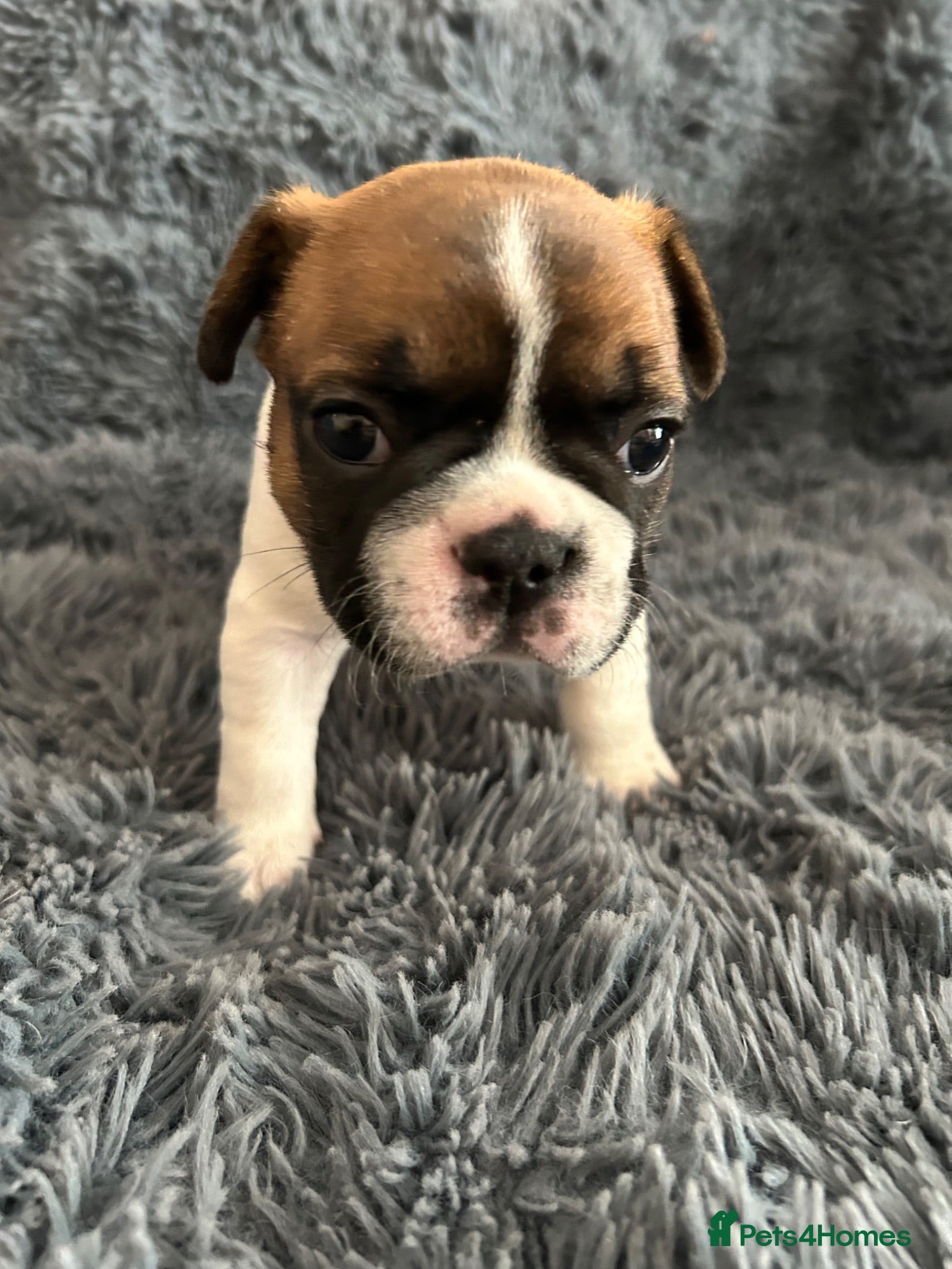 French Bulldog dogs Stunning standard true to type French bulldog pups - Advert 1