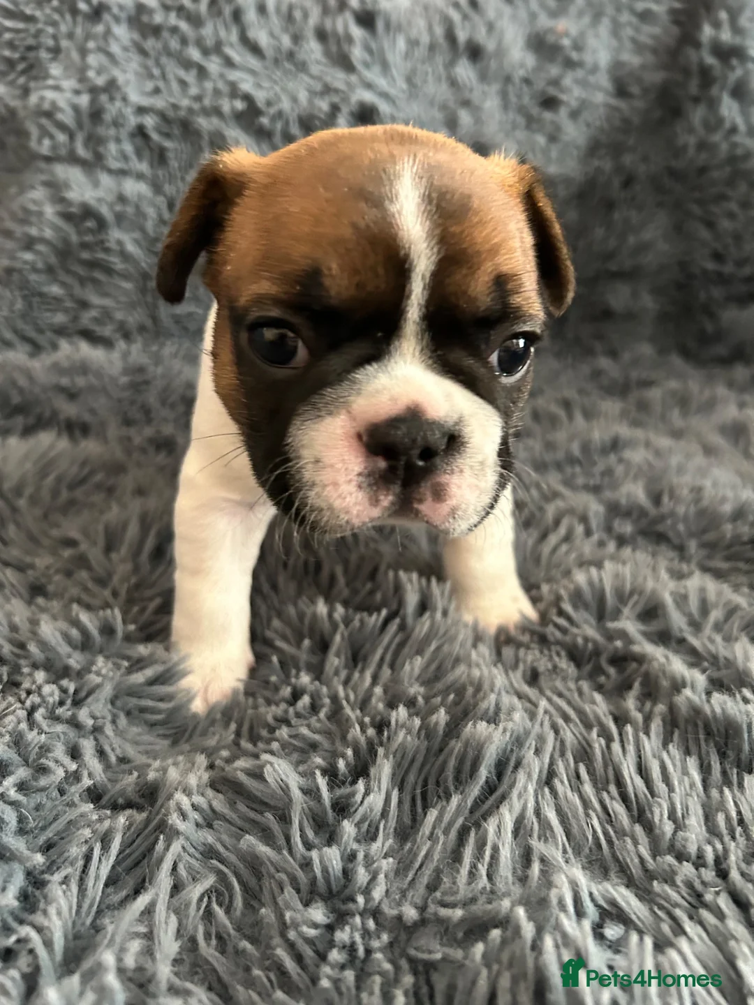 French Bulldog dogs for sale: Stunning standard true to type French bulldog pups - Advert 1