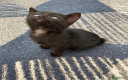 Mixed Breed cats for sale: 5 kittens for sale - Image 16