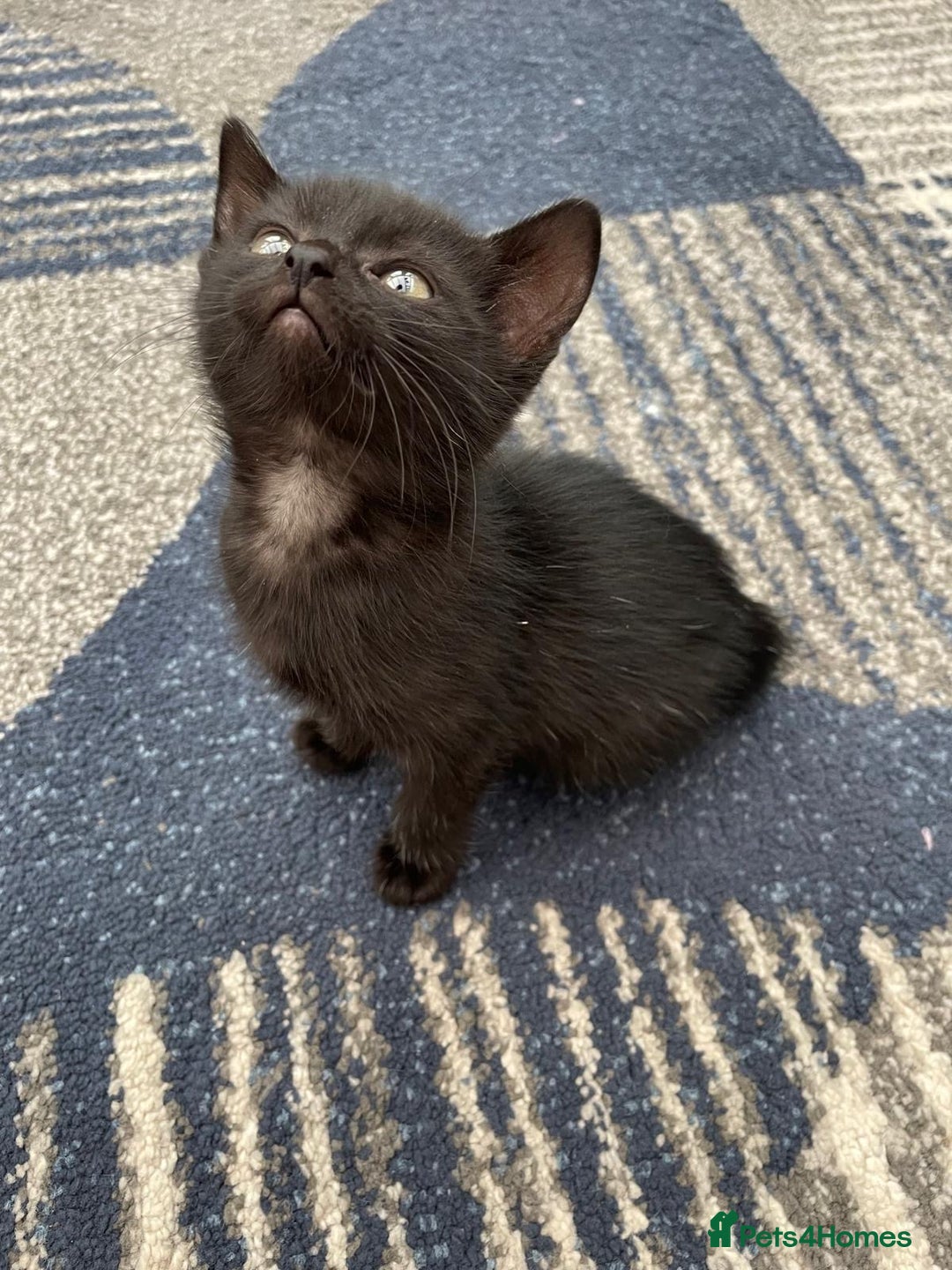 Mixed Breed cats for sale: 5 kittens for sale - Image 16