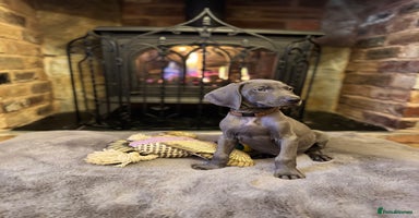 Weimaraner dogs 🐶🐾Adorable KC Registered Weimaraner Puppies🐶🐾 - Advert 1