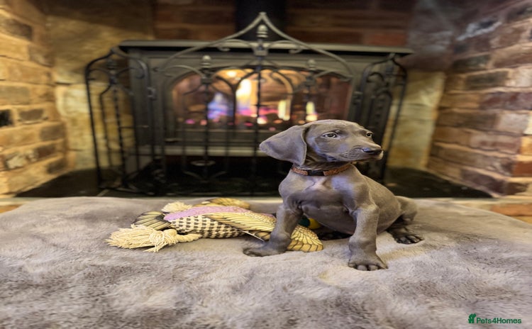 Weimaraner dogs 🐶🐾Adorable KC Registered Weimaraner Puppies🐶🐾 - Advert 3