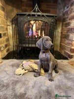 Weimaraner dogs 🐶🐾Adorable KC Registered Weimaraner Puppies🐶🐾 - Advert 1