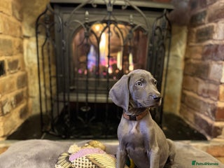 Weimaraner dogs 🐶🐾Adorable KC Registered Weimaraner Puppies🐶🐾 - Advert 3