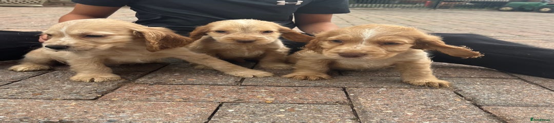 Cocker Spaniel Puppy 4