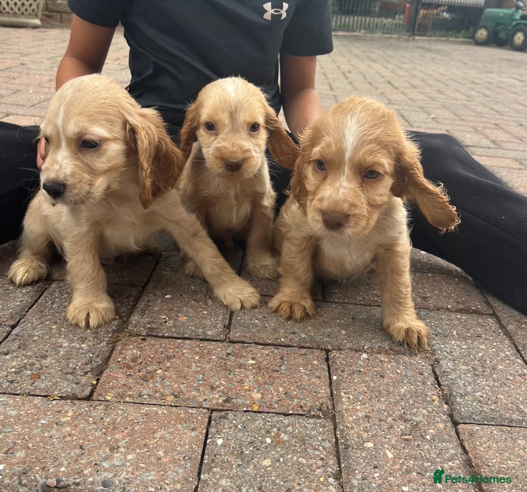 Cocker Spaniel dogs for sale: Show type cocker spaniel puppies  - Image 6