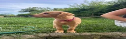 Mixed Breed dogs for sale: Whippador Puppies - Advert 6