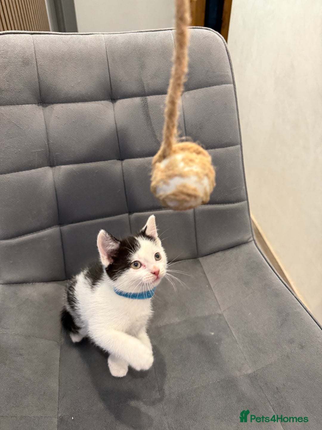 Mixed Breed cats for sale: Kittens for sale - Advert 3