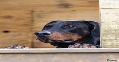 Dobermann dogs - Advert 11