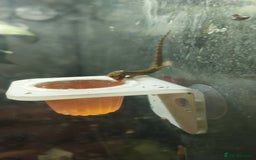 Gecko reptiles for sale: Mourning Gecko hatchlings. - Image 37