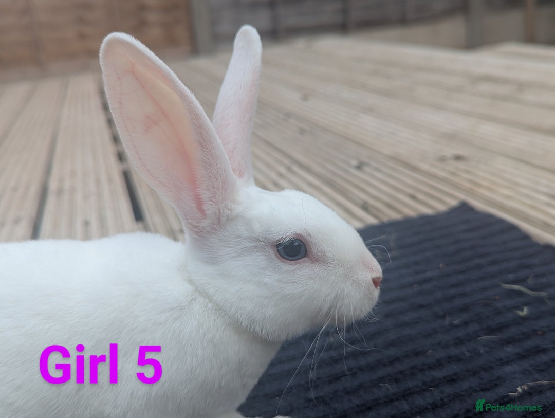 Rex rabbits for sale: Mini rex rabbit for sale - Image 22