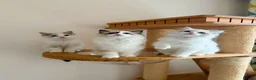 Ragdoll cats for sale: Adorable Ragdoll Kittens - 12 Weeks, Ready Now - Advert 1