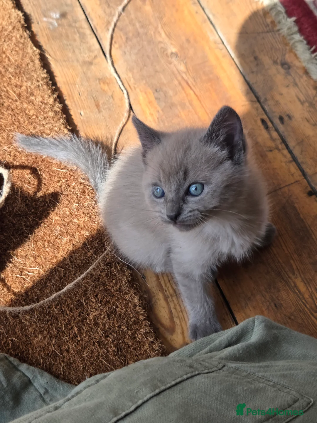 Ragdoll cats for sale: Gorgeous friendly Ragdoll kittens - Advert 33