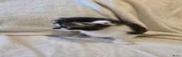 Mixed Breed cats for sale: Four adorable kittens looking for loving homes - Advert 9