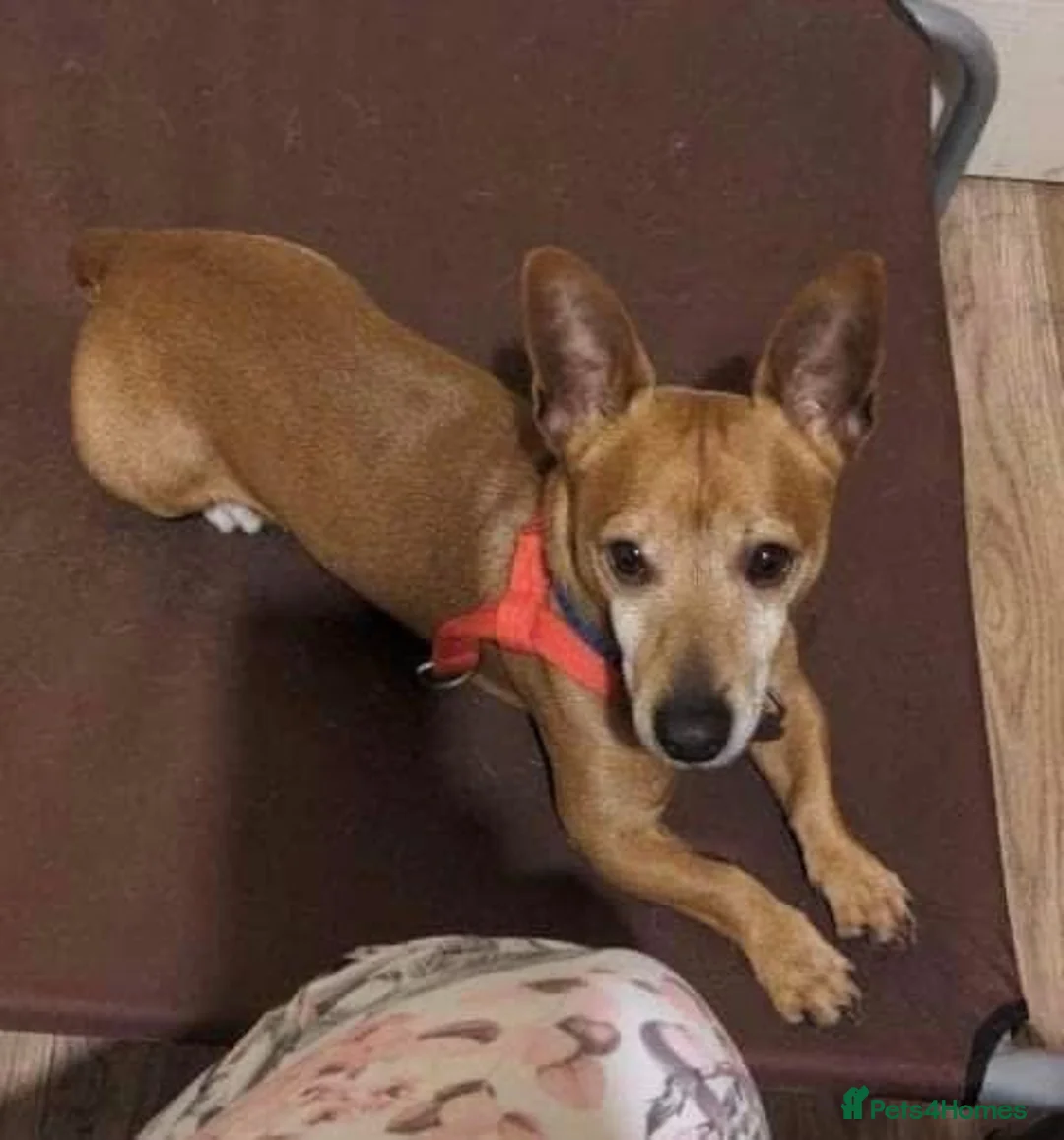 Jack Russell dogs for adoption: Chico - Watton Norfolk  in Thetford - Advert 2
