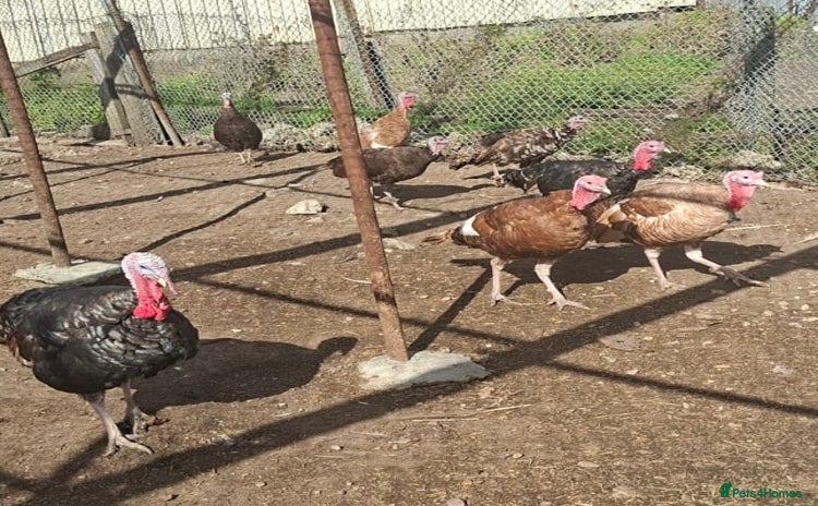 Turkeys poultry - Advert 1