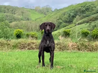 German Shorthaired Pointer dogs 4-Year-Old KC German Shorthaired Pointer - Advert 10