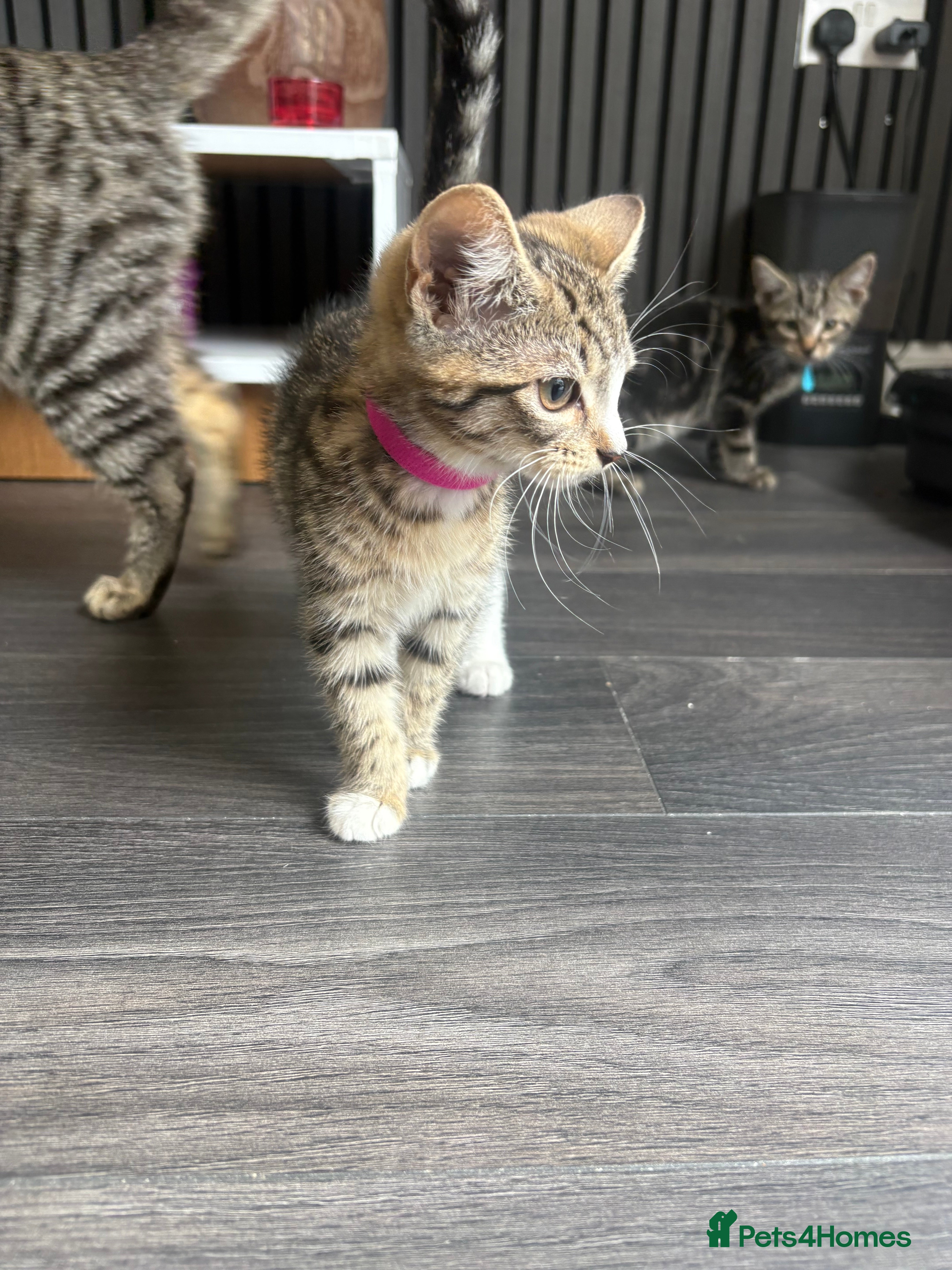 Mixed Breed cats 5 beautiful kittens  - Advert 4