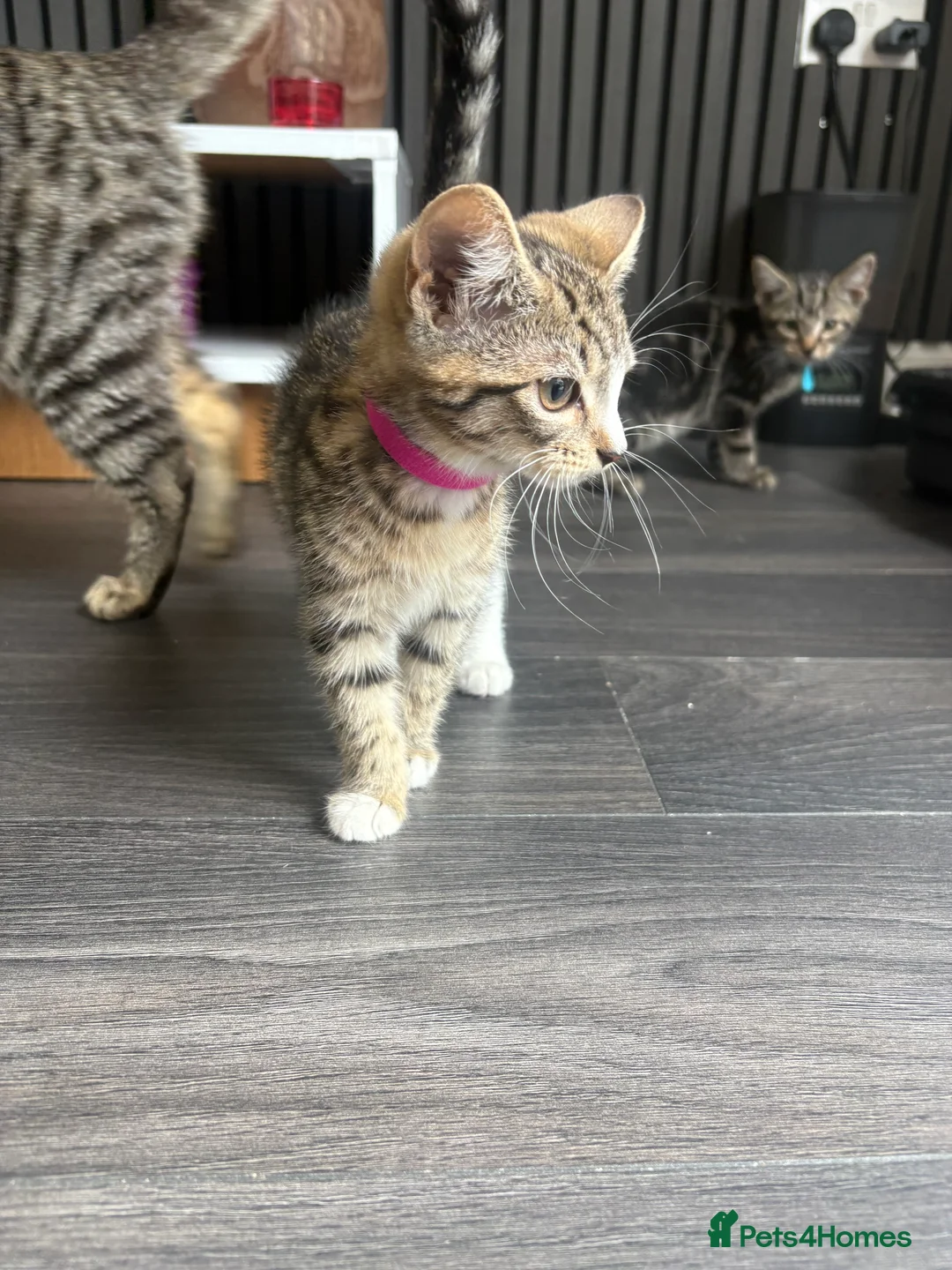 Mixed Breed cats for sale: 5 beautiful kittens  in Stockton-on-Tees - Advert 1