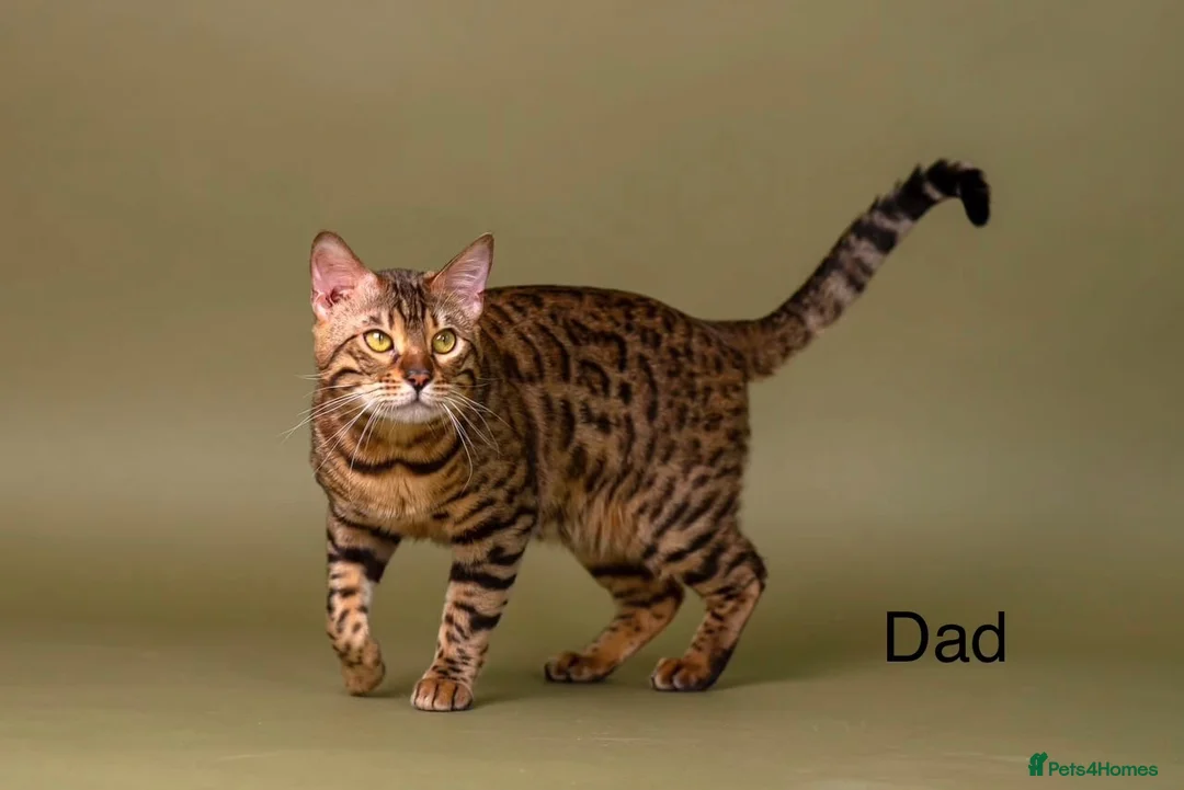 Bengal cats for sale: Bengal - Advert 2